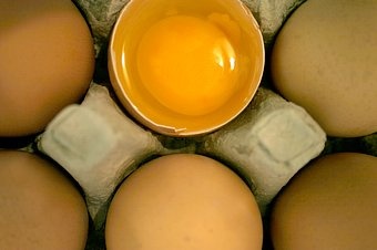 Egészséges tojás: Nébih-igazolás