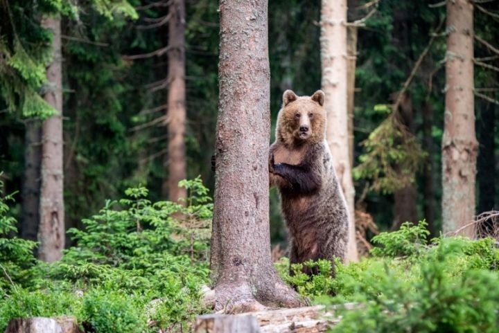 A medve nem játék – lehet együttélni a visszatérő nagyragadozókkal