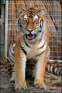 A "tigris" véleménye: van megoldás a kiszivárgás megakadályozására