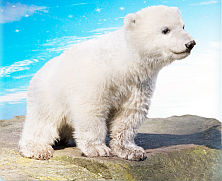 Sarkokkal kerek a világ – napelemes autóval turnézik a jegesmedve